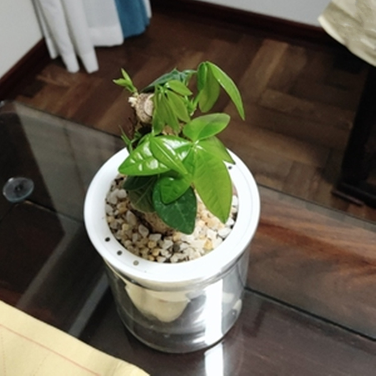 Self Watering Planter Pots Min - Mini Bonsai Zen Garden บทวิจารณ์และราคา