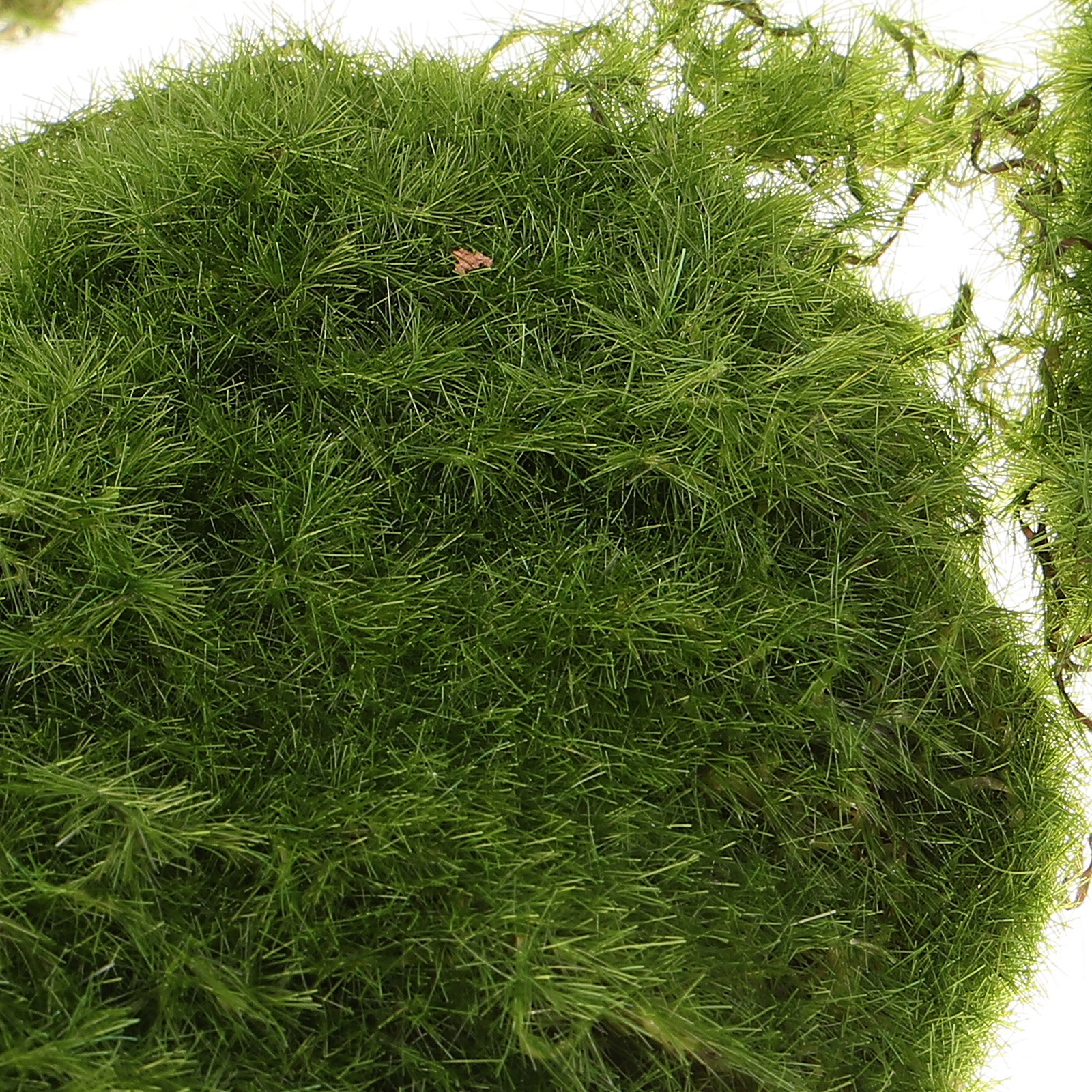 6Pcs Realistic Artificial Moss - Bonsai Garden Landscape Design บทวิจารณ์และราคา