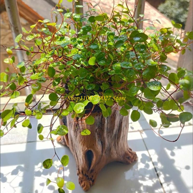 C4DF Vintage Cement Planter wi - Bonsai Garden Design บทวิจารณ์และราคา