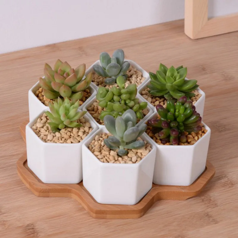 Set of 4/7/9/10 Hexagon Flower - Mini Bonsai Zen Garden บทวิจารณ์และราคา