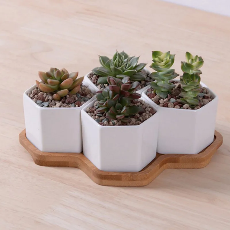 Set of 4/7/9/10 Hexagon Flower - Mini Bonsai Zen Garden บทวิจารณ์และราคา