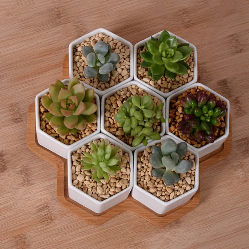 Set of 4/7/9/10 Hexagon Flower - Mini Bonsai Zen Garden บทวิจารณ์และราคา