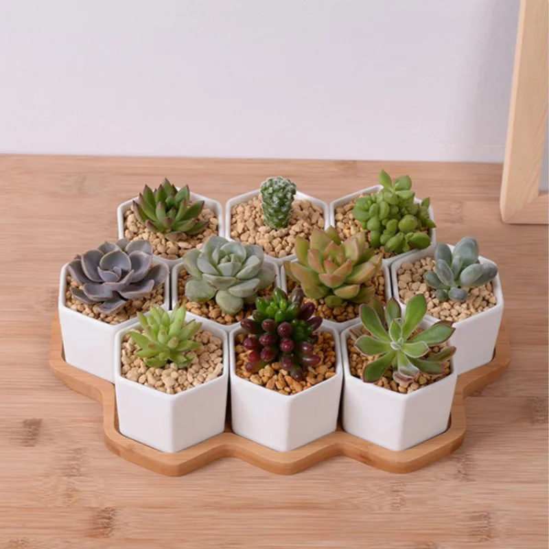 Set of 4/7/9/10 Hexagon Flower - Mini Bonsai Zen Garden บทวิจารณ์และราคา